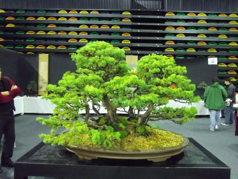 BONSAI DEL NORTE - Ejemplos de bosques - ARTICULOS